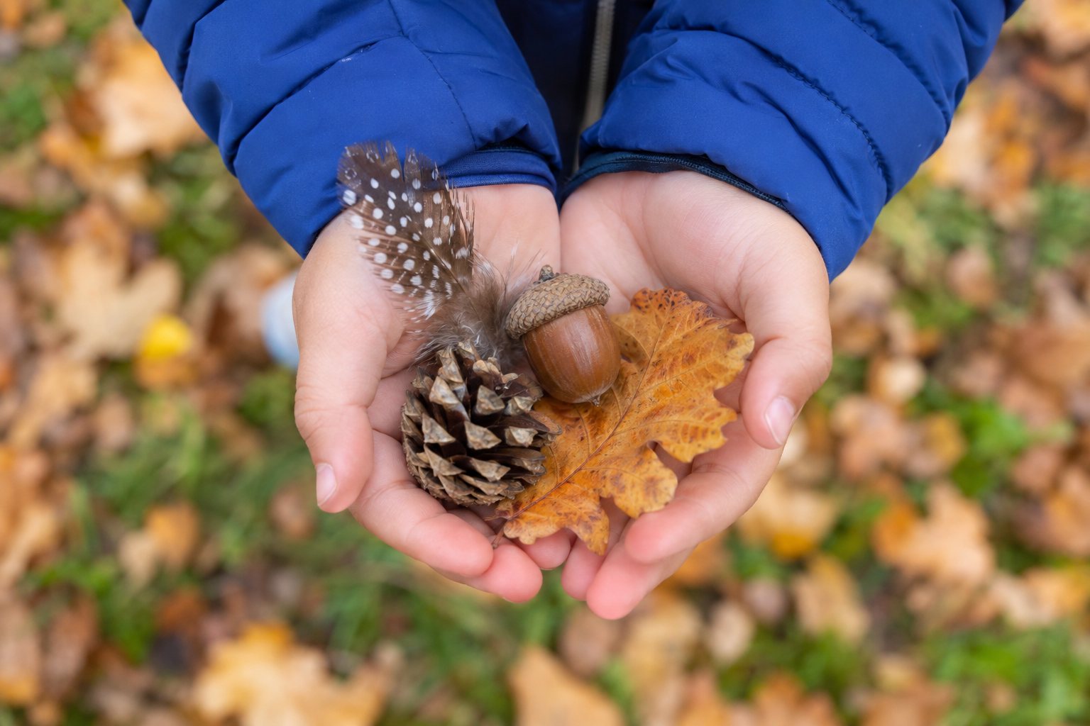 A child's open hands holding an acorn, a feather, a pine cone and an autumn leaf.