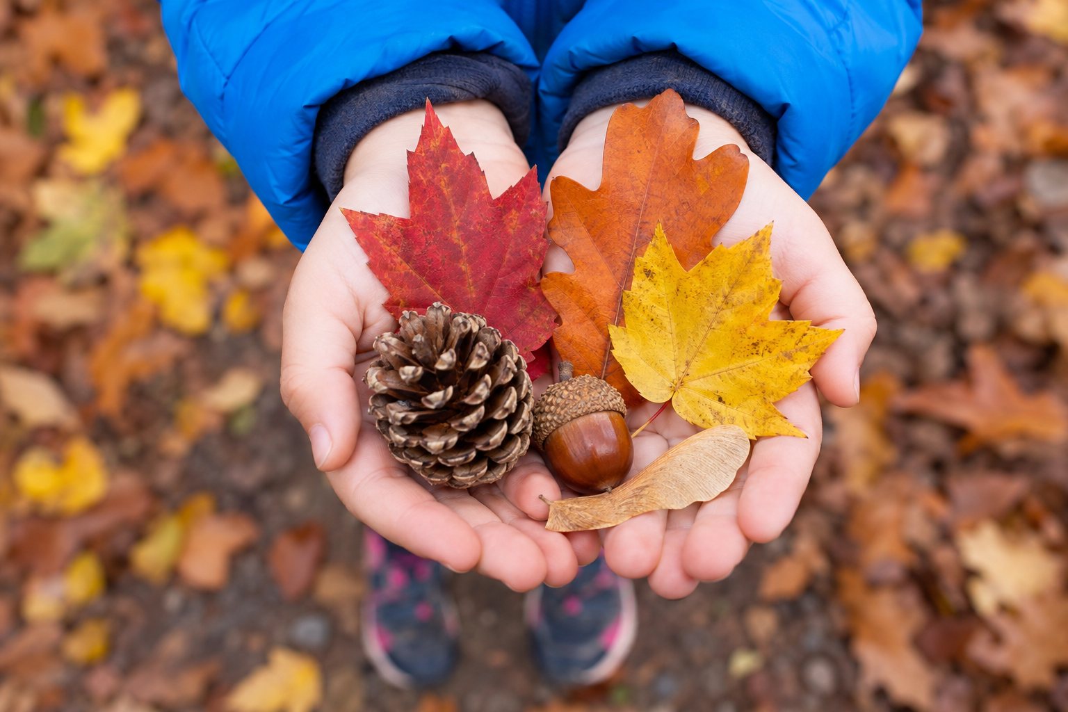 A child's cupped hands full of autumn treasures: a pine cone, an acorn and bright red, orange and yellow leaves