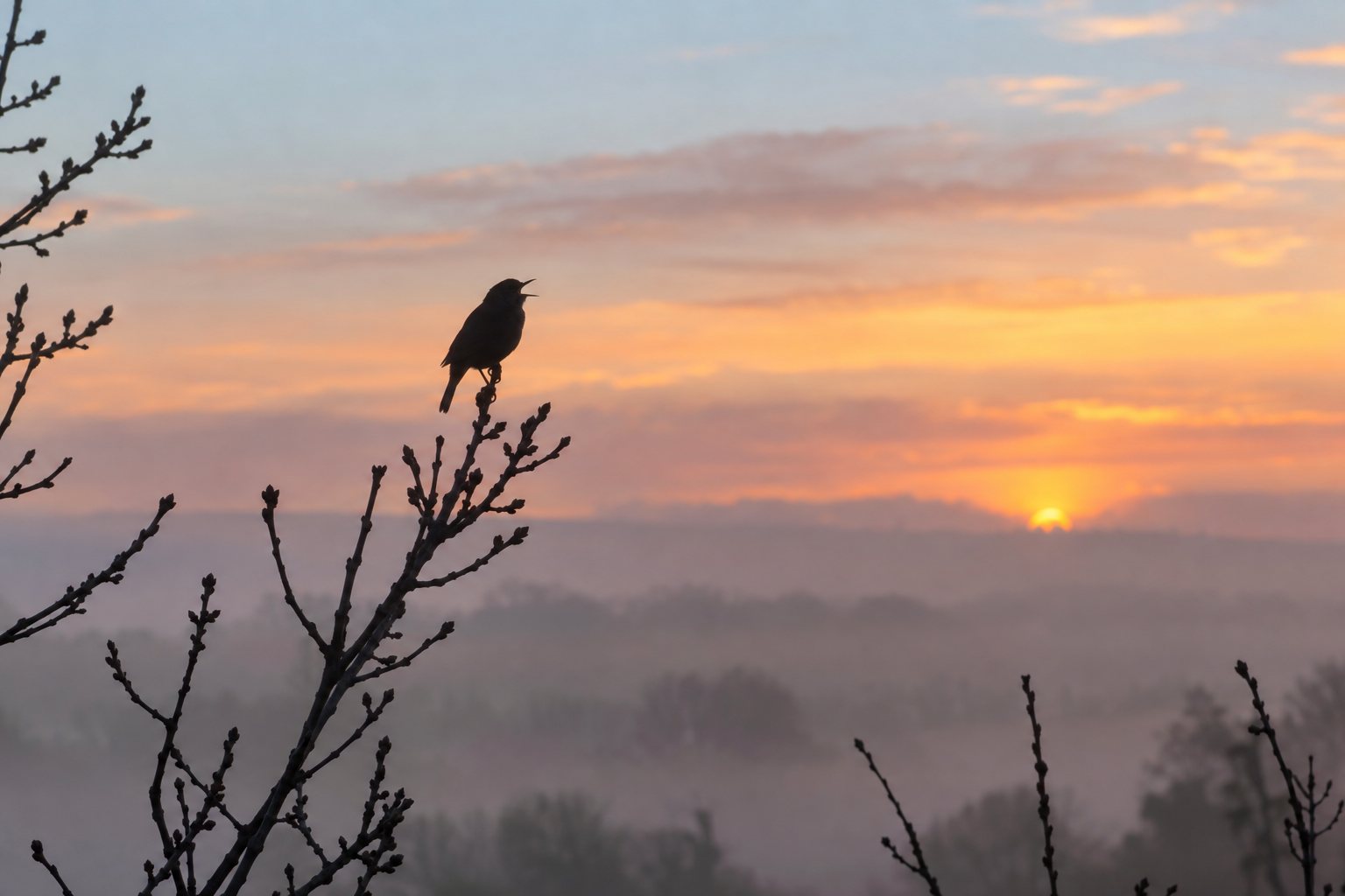A small songbird in silhouette on a bare branch against a soft dawn sky.