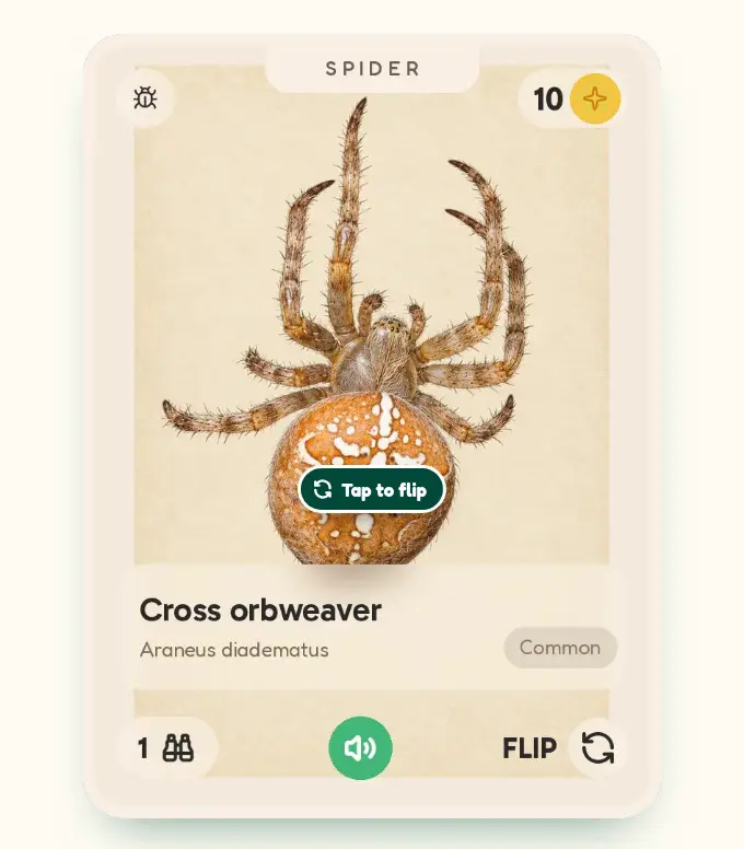 A looping demo of a Discovery Card for a cross orbweaver flipping over to its facts