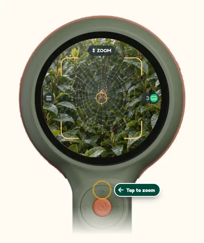 A looping demo of Scout's viewfinder: zoom in on a web, scan, and the name Orb-weaver spider appears