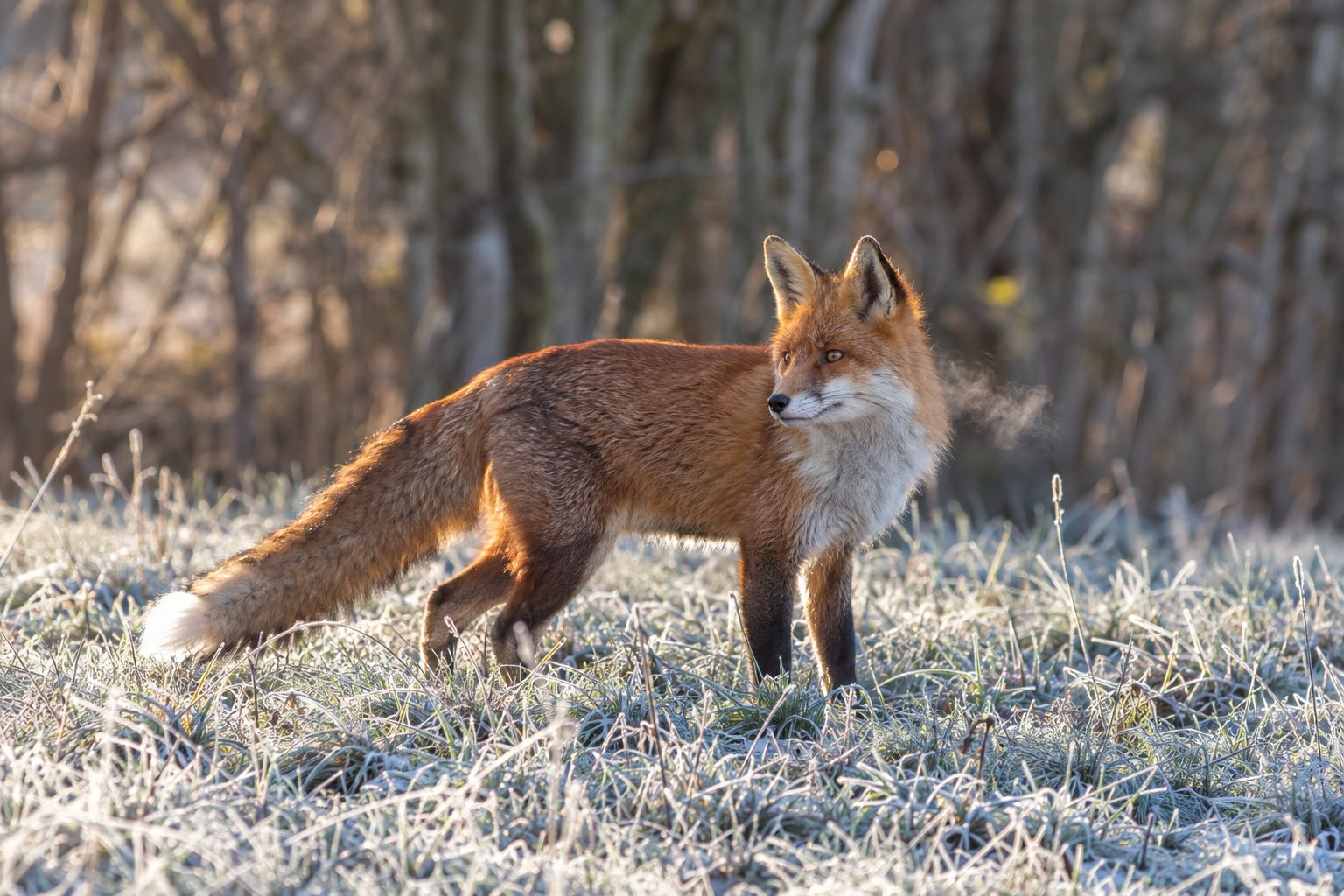 A red fox standing in frosty grass at the edge of a wood in early morning light.