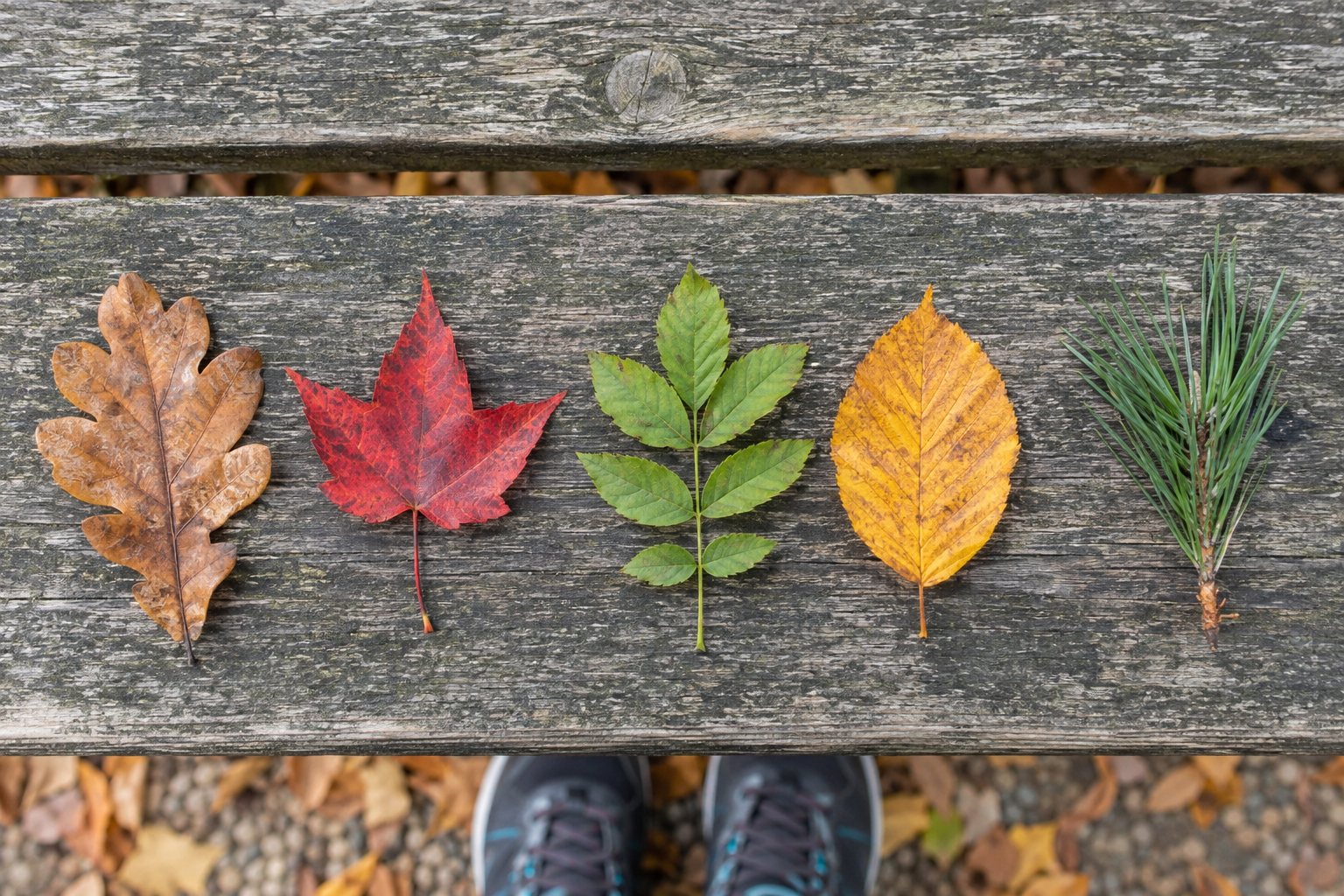 A row of different fallen leaves laid out on a wooden bench: an oak leaf, a maple leaf, a feathery compound leaf, a beech leaf and a sprig of pine needles.