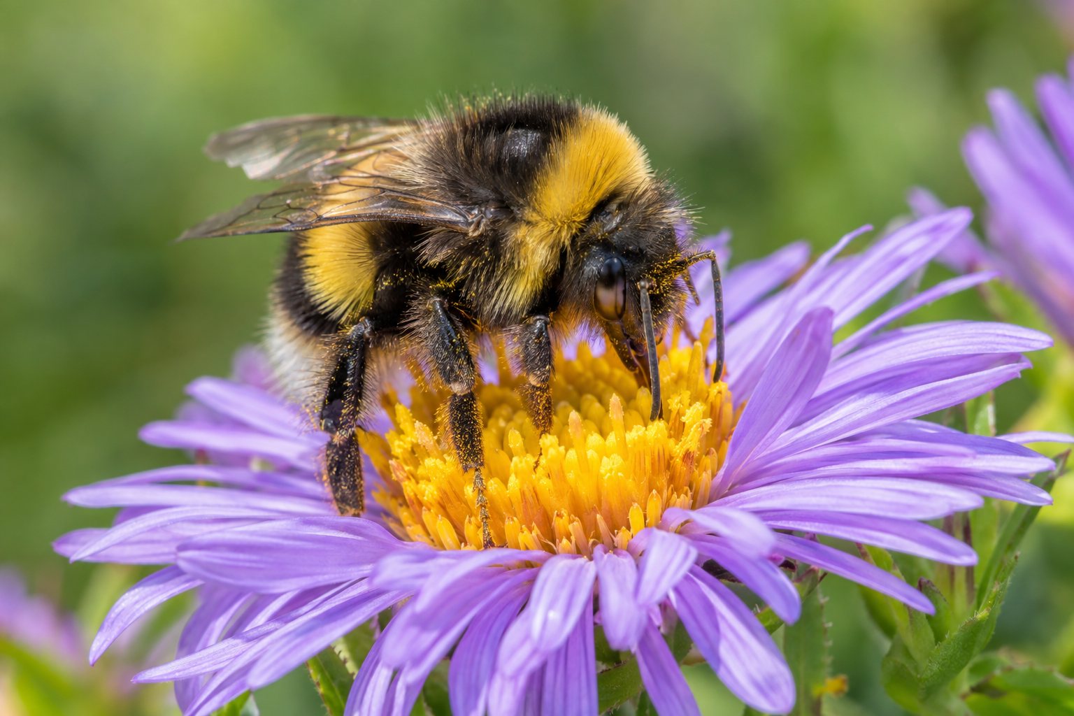 A close-up of a bumblebee on a purple aster flower, sharp against a soft green background.