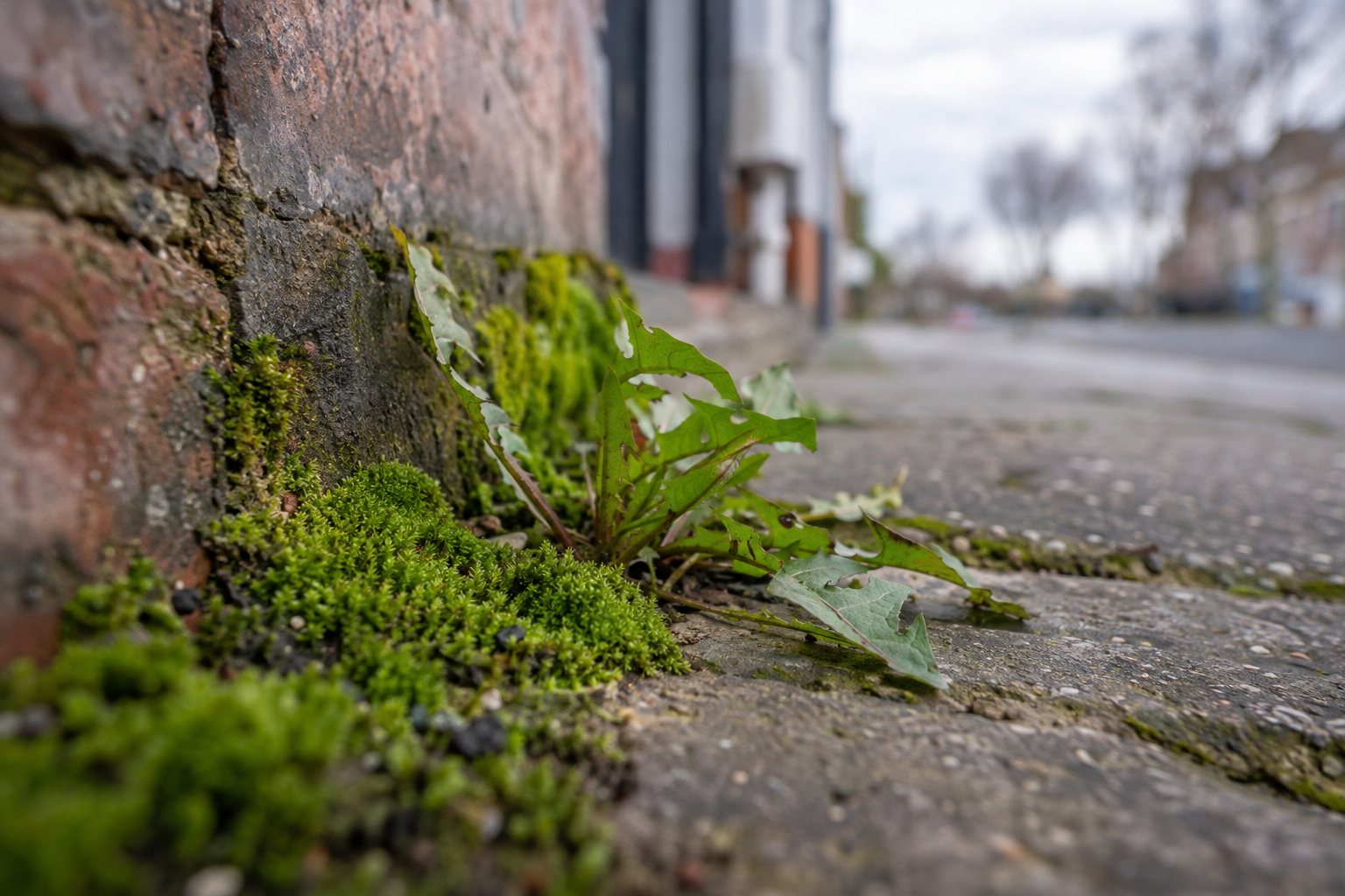 A small plant and a cushion of moss growing from a crack in a city sidewalk, with brick and a blurred street behind.